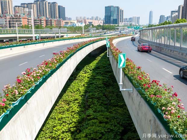 郑州月季花路，生态廊道彩绘绿都花季(图2)