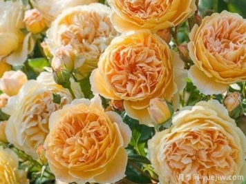 大花香水月季的养护方法，分享10种花香飘满屋
