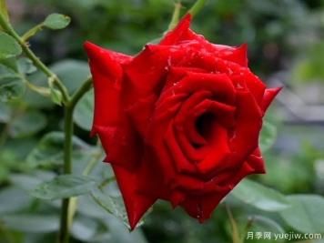 2023年情人节十大玫瑰品种销量榜，卡罗拉位居首位