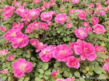 仙境盆栽月季杯苗粉色丰花，绿化工程批发