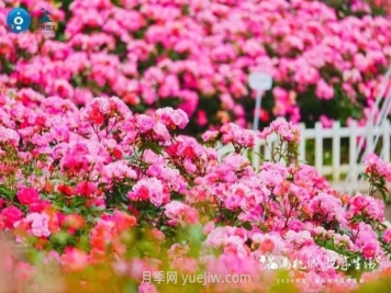 2024年第二届杭州市月季花展举办，赏500万株月季