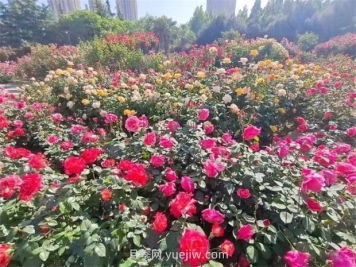 郑州月季公园40万株月季竞相绽放，感受花漾生活