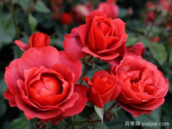 21朵玫瑰：不只是浪漫，还藏着这些深意