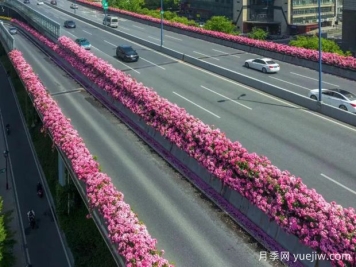 杭州高架月季初开，2024年又到走花路时间